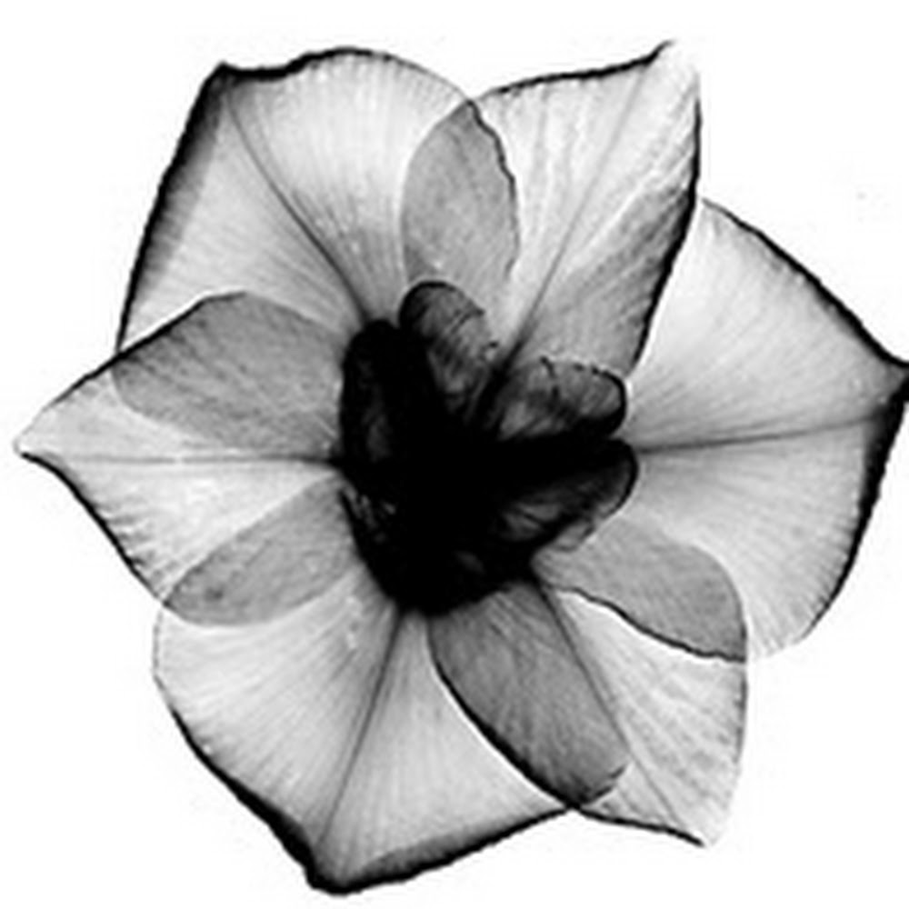 Meet your Posher, Ray